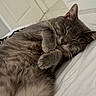 Nina is registered to the contest to win money with this photo: cat, gray_cat, sleeping, cozy, blanket, fur, pet, indoor, resting, cute, whiskers, paws, closeup, feline, nap, soft, domestic_animal, relaxation, comfortable, animal