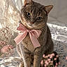 cat, gray_cat, pink_bow, pet, indoor, flower, bedspread, lace_curtain, soft_light, cute, feline, whiskers, portrait, domestic_animal, sitting, floral_pattern, closeup, adorable, cozy, pink_flower