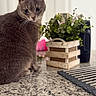 Nina joined the competition — help win amazing prizes! cat, gray_cat, pet, animal, whiskers, curious, indoor, countertop, kitchen, plant, wooden_planter, greenery, decor, domestic, feline, fur, tabletop, still_life, closeup, cute