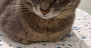 Nina joined the competition — help win amazing prizes! cat, gray_cat, pet, feline, animal, bedspread, floral_pattern, indoor, cute, whiskers, ears, fur, resting, calm, closeup, domestic_cat, sleepy, portrait, soft, companion