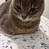 cat, gray_cat, pet, feline, animal, bedspread, floral_pattern, indoor, cute, whiskers, ears, fur, resting, calm, closeup, domestic_cat, sleepy, portrait, soft, companion