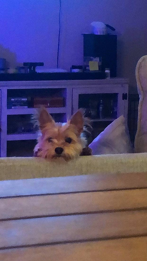 Chewbacca is registered to the contest to win money with this photo: canidae, carnivore, companion_dog, dog, dog_breed, dog_supply, ear, electric_blue, fawn, fur, room, small_terrier, snout, sporting_group, television, toy_dog, whiskers, wood, working_animal, yorkipoo