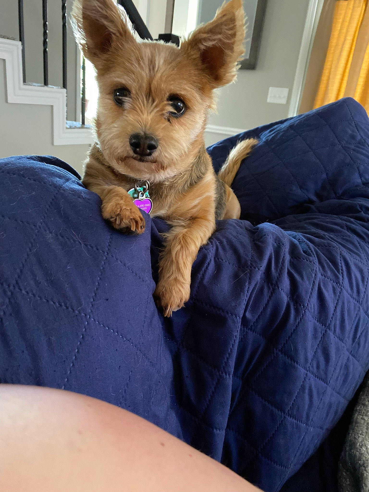 Chewbacca joined the competition — help win amazing prizes! canidae, carnivore, comfort, companion_dog, couch, curtain, dog, dog_breed, dog_supply, electric_blue, fawn, fur, linens, liver, snout, sporting_group, terrestrial_animal, toy_dog, whiskers, working_animal