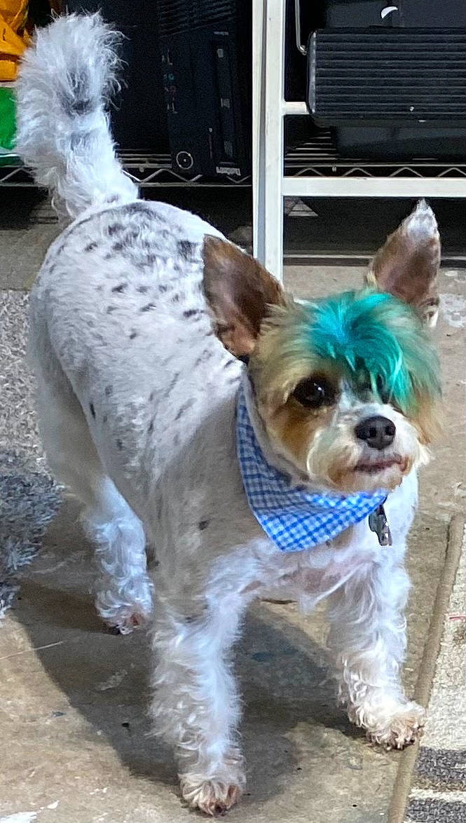 Jupiter joined the competition — help win amazing prizes! canidae, carnivore, collar, companion_dog, dog, dog_breed, dog_clothes, dog_collar, dog_supply, fashion_accessory, fawn, fur, leash, liver, pet_supply, snout, sporting_group, tail, toy_dog, working_animal