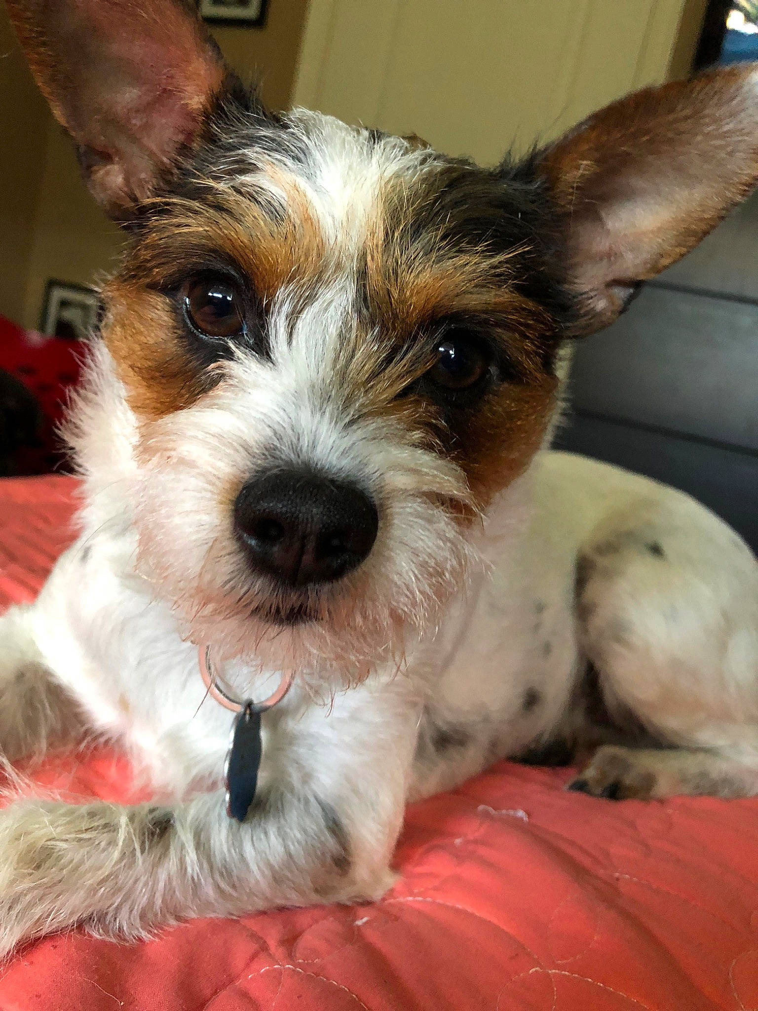 Jupiter joined the competition — help win amazing prizes! canidae, carnivore, collar, companion_dog, dog, dog_breed, dog_collar, ear, fawn, fur, non_sporting_group, snout, sporting_group, terrier, toy_dog, whiskers, working_animal