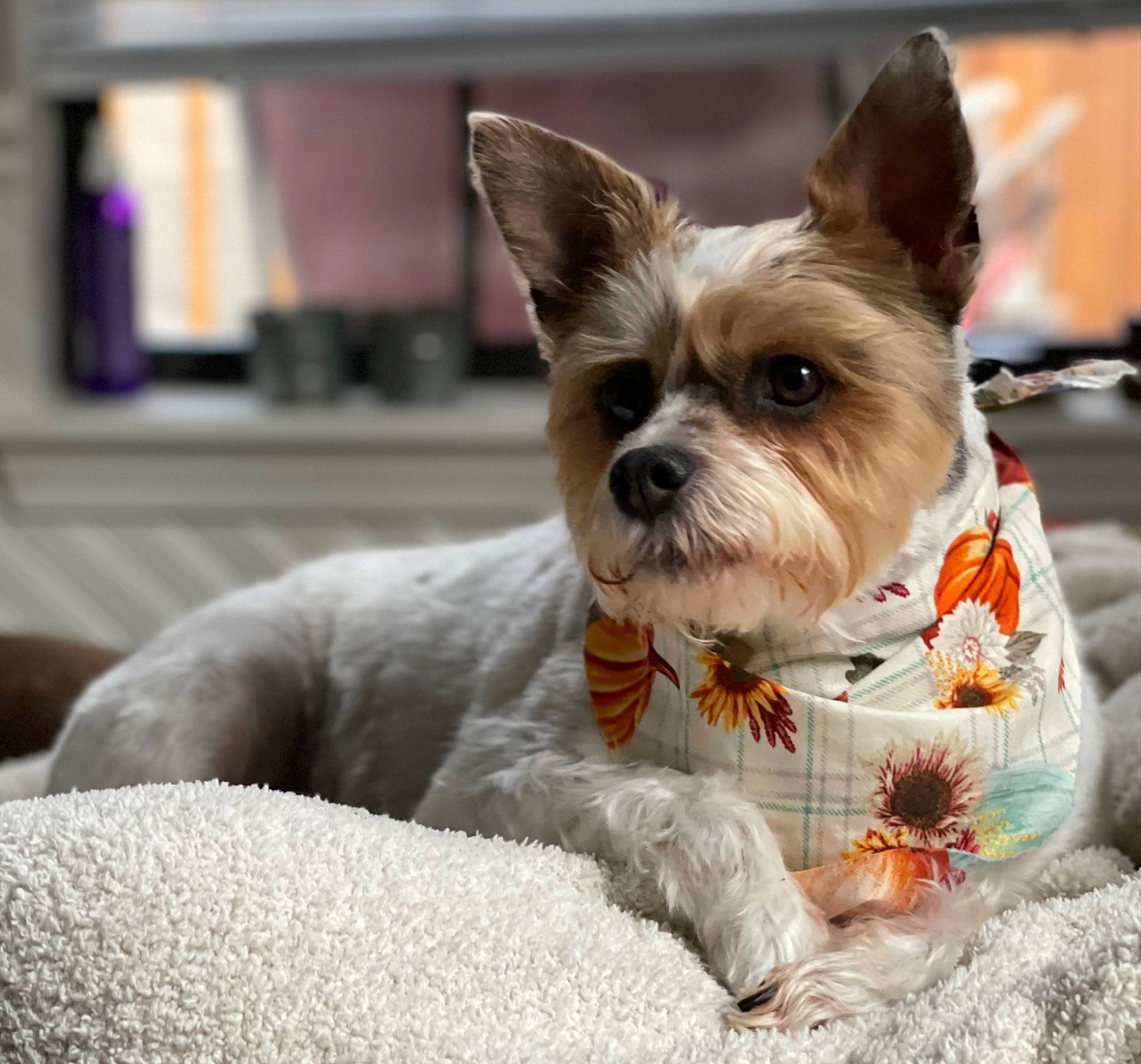 Jupiter is registered to the contest to win money with this photo: canidae, carnivore, collar, comfort, companion_dog, couch, dog, dog_breed, dog_collar, dog_supply, fashion_accessory, fawn, fur, linens, picture_frame, snout, sporting_group, television, toy_dog, working_animal