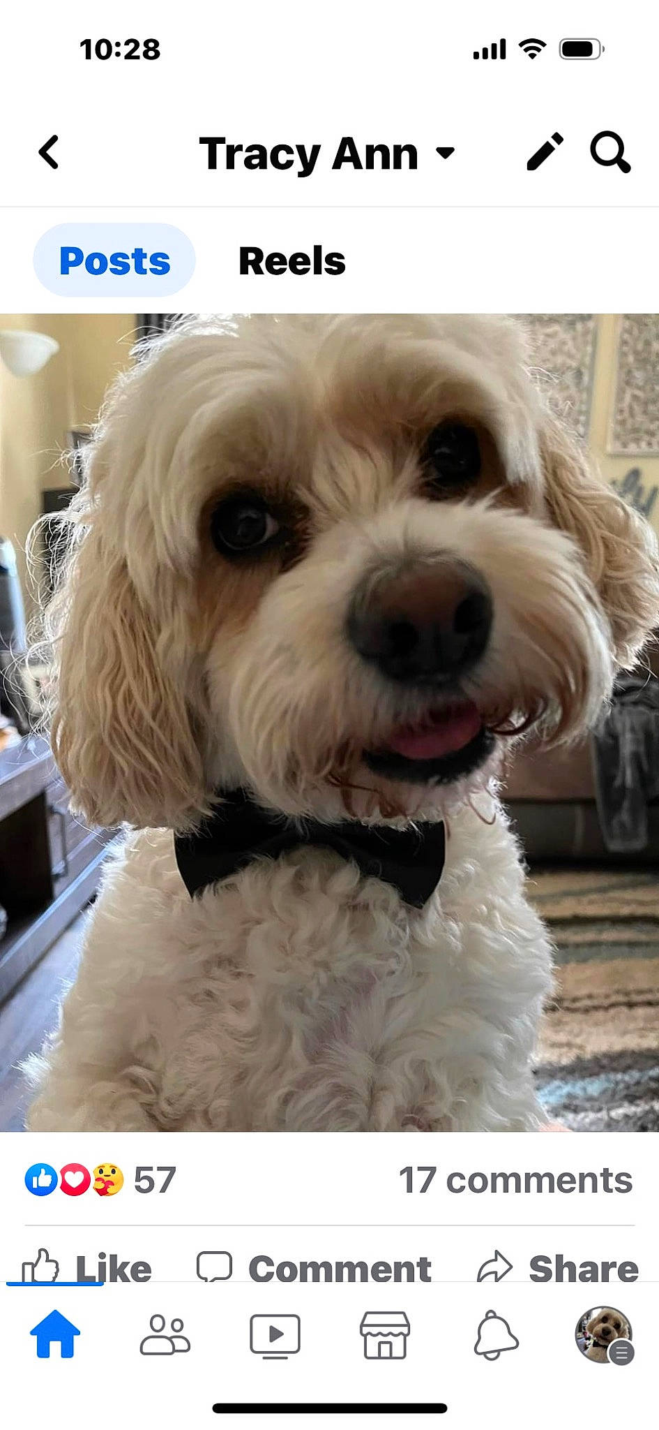 Jackson joined the competition — help win amazing prizes! carnivore, companion_dog, dog, dog_breed, dog_collar, fur, happy, labradoodle, liver, poodle, puppy_love, shih_poo, small_terrier, sporting_group, sunglasses, terrier, toy_dog, water_dog, working_animal, yorkipoo