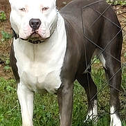 Ace joined the competition — help win amazing prizes! dog, outdoor, grass, fence, pet, animal, canine, standing, wire_fence, yard, overexposed, blurred, white, black, collar, alert, nature, background, domestic_animal, muzzle