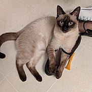 Thomas O'Malley is registered to the contest to win money with this photo: cat, siamese_cat, pet, animal, blue_eyes, floor, tile, shoe, sandal, white_sneaker, paws, cute, indoor, playful, fur, whiskers, domestic_animal, relaxed, looking_at_camera, shadow