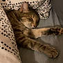 Maya participe au concours pour gagner de l'argent avec cette photo : cat, tabby, sleeping, paws, blanket, bed, cozy, indoor, resting, fur, cute, pet, animal, domestic, feline, comfort, pattern, textile, relaxation, closeup