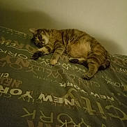Maya participe au concours pour gagner de l'argent avec cette photo : animal, bed, bedding, cat, comfort, cozy, domestic_animal, feline, fur, indoor, paws, pet, relaxed, resting, sleeping, soft_light, striped, tabby_cat, wall, whiskers