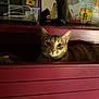 cat, tabby_cat, drawer, furniture, indoor, curious, pet, animal, face, whiskers, ears, wood, cabinet, dim_light, cozy, resting, looking, home, domestic, feline