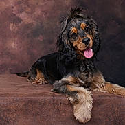 Vivaldi participe au concours pour gagner de l'argent avec cette photo : dog, pet, animal, portrait, studio, brown_background, fur, tongue_out, cute, wavy_fur, topknot, laying_down, table, looking_at_camera, friendly, indoor, mammal, companion, domestic_animal, expression