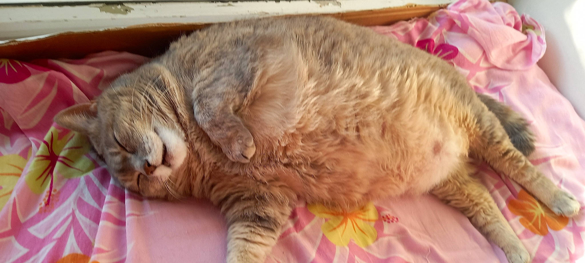 Fany participe au concours pour gagner de l'argent avec cette photo : carnivore, cat, claw, comfort, domestic_short_haired_cat, fawn, felidae, fur, liver, nap, paw, sleep, small_to_medium_sized_cats, snout, tail, terrestrial_animal, whiskers