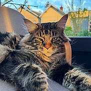 Sun a rejoint le concours — aidez-le/la à gagner de superbes lots ! animal, architecture, building, cat, chair, couch, face, furniture, head, housing, kitten, manx, outdoors, person, pet, photography, plant, portrait, pottedplant, shelter