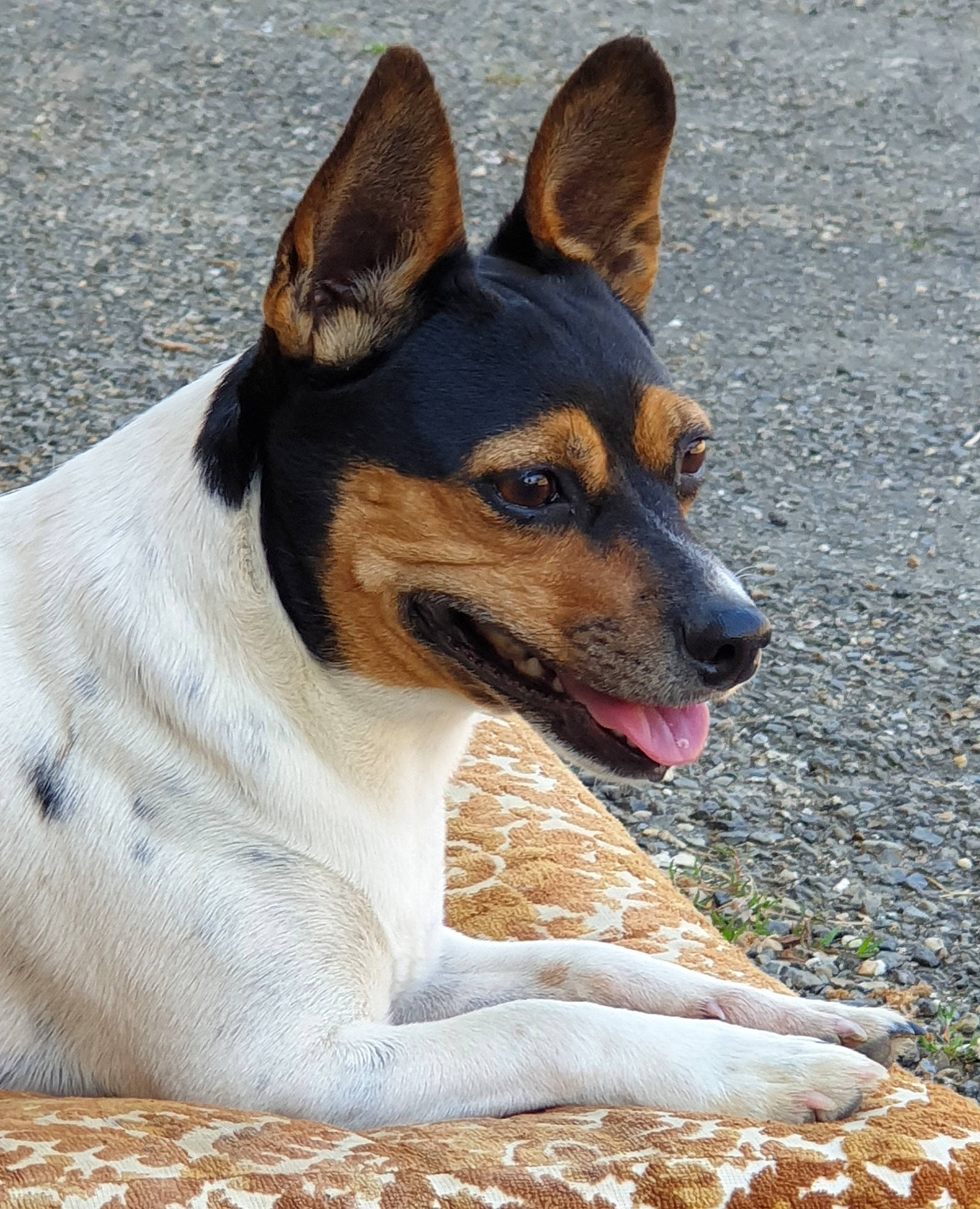 Copine participe au concours pour gagner de l'argent avec cette photo : ancient_dog_breeds, canidae, carnivore, collar, companion_dog, dog, dog_breed, fawn, fur, paw, snout, street_dog, terrestrial_animal, terrier, whiskers, working_dog