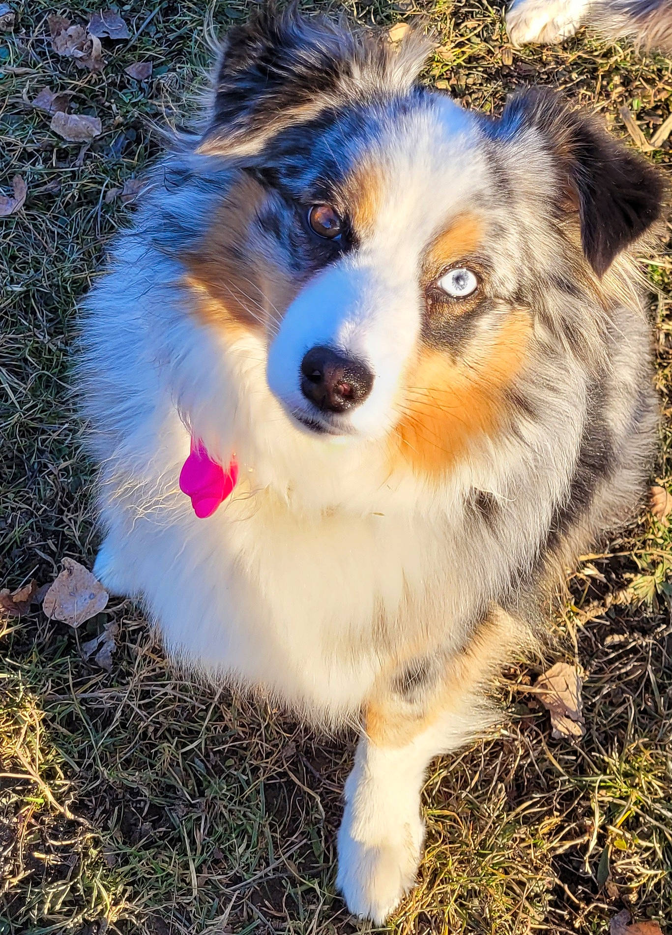 Persia a rejoint le concours — aidez-le/la à gagner de superbes lots ! ancient_dog_breeds, canidae, carnivore, companion_dog, dog, dog_breed, fur, grass, herding_dog, miniature_australian_shepherd, plant, snout, sporting_group, terrestrial_animal, tree, whiskers, wildlife, working_dog