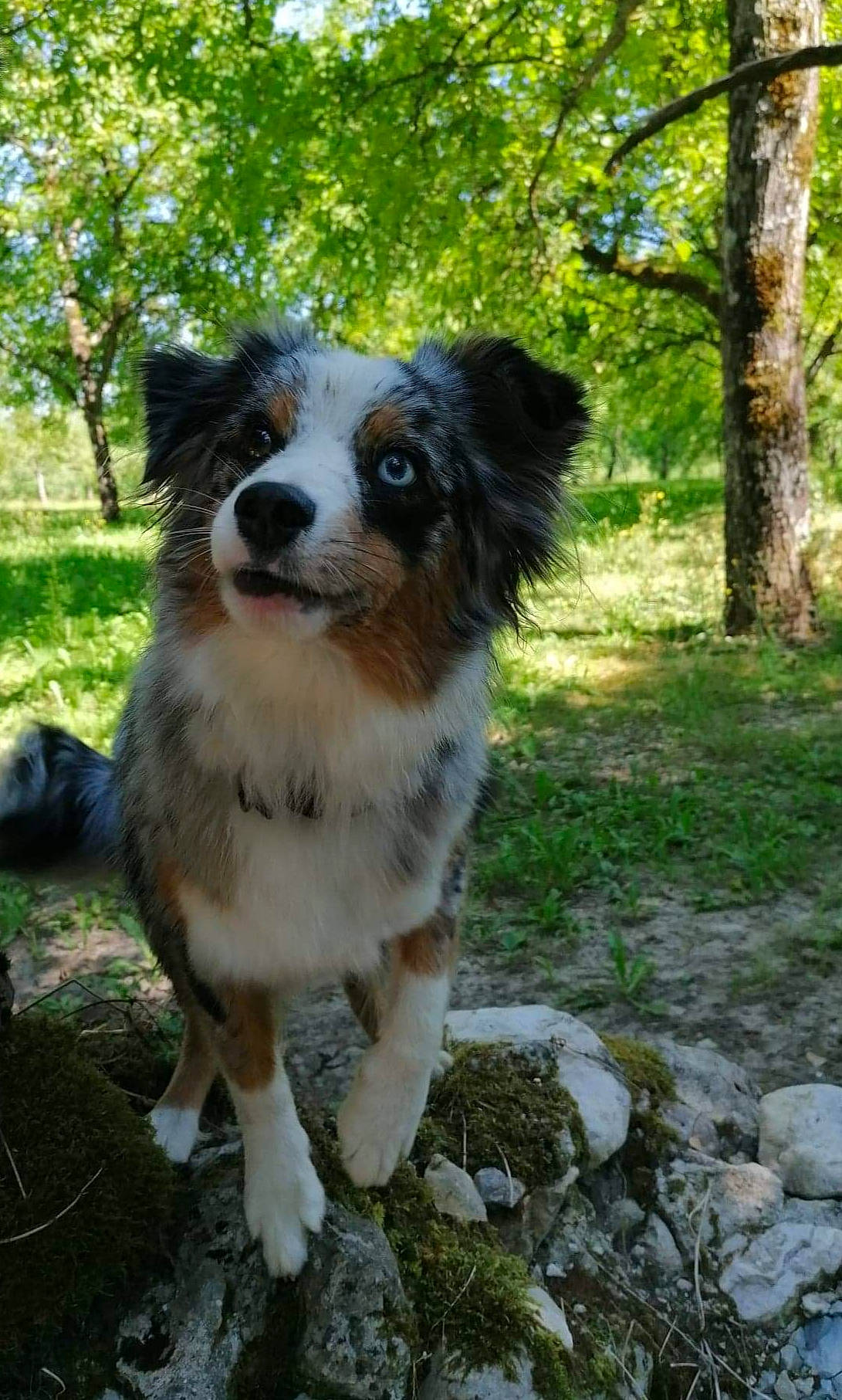 Persia participe au concours pour gagner de l'argent avec cette photo : australian_collie, australian_shepherd, border_collie, canidae, carnivore, companion_dog, dog, dog_breed, forest, fur, grass, herding_dog, miniature_australian_shepherd, plant, snout, terrestrial_animal, tree, whiskers, working_animal, working_dog