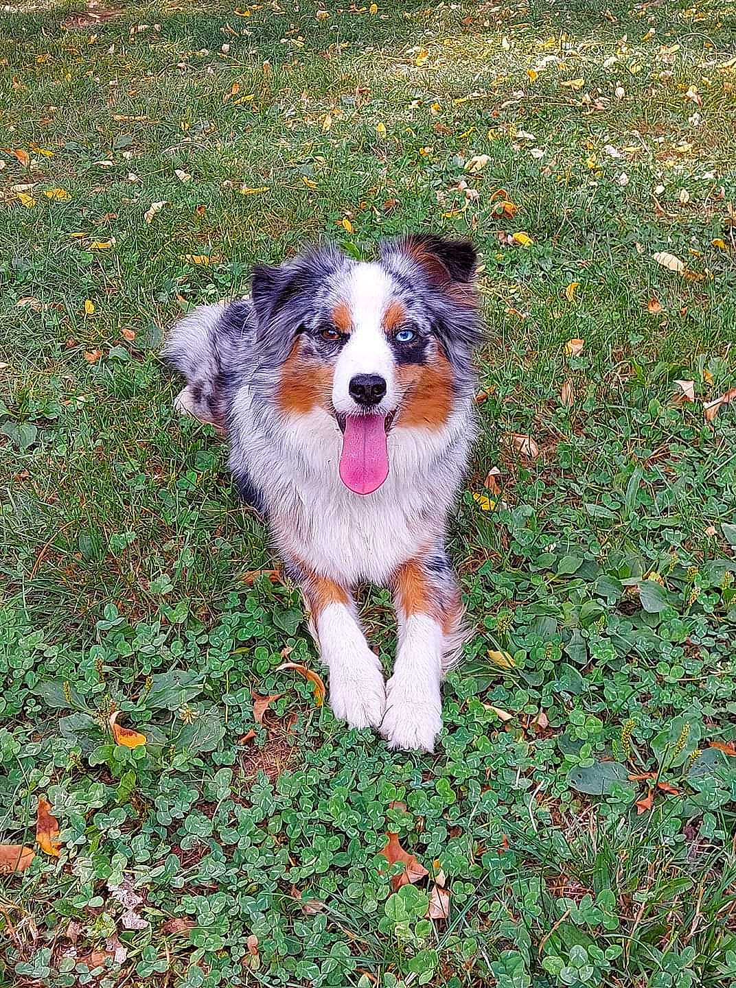 Persia participe au concours pour gagner de l'argent avec cette photo : canidae, carnivore, companion_dog, dog, dog_breed, grass, groundcover, herding_dog, people_in_nature, plant, sporting_group, working_animal, working_dog