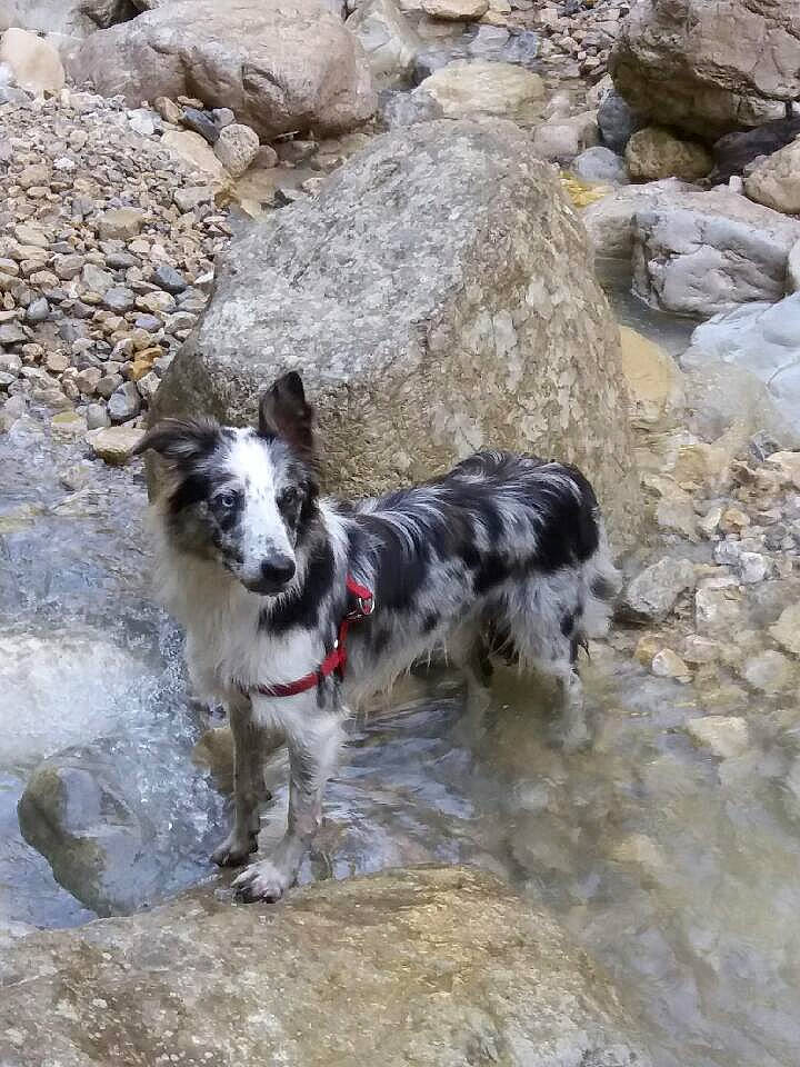 Molly participe au concours pour gagner de l'argent avec cette photo : australian_cattle_dog, australian_stumpy_tail_cattle_dog, bedrock, carnivore, collar, companion_dog, dog, dog_breed, dog_collar, herding_dog, rock, soil, sporting_group, terrier, texas_heeler, water, working_animal, working_dog