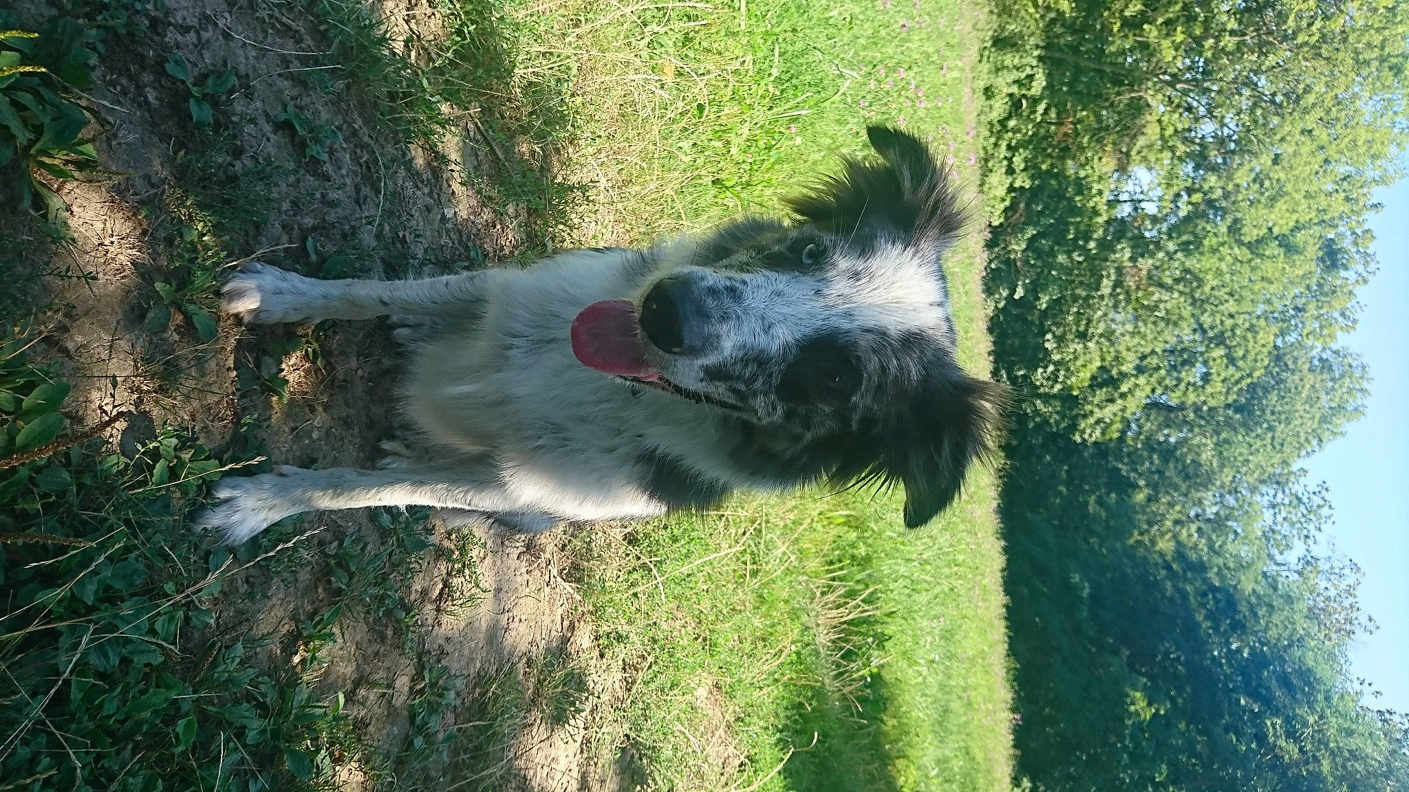 Molly a rejoint le concours — aidez-le/la à gagner de superbes lots ! canidae, carnivore, companion_dog, dog, dog_breed, grass, grass_family, pasture, plant, sporting_group, tail, terrestrial_animal, tree, water_dog, working_animal, working_dog