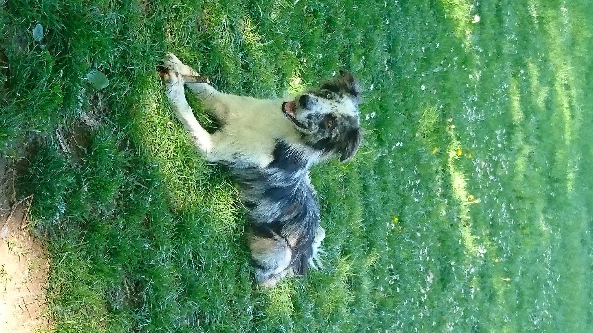 Molly a rejoint le concours — aidez-le/la à gagner de superbes lots ! australian_cattle_dog, canidae, carnivore, companion_dog, dog, dog_breed, fawn, felidae, grass, grassland, non_sporting_group, pasture, plant, sporting_group, tail, terrestrial_animal, tree, trunk, wildlife