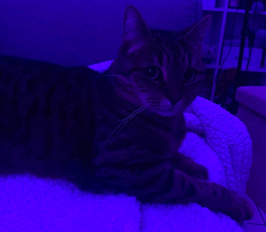 Eclipse participe au concours pour gagner de l'argent avec cette photo : bed, blue, carnivore, cat, claw, comfort, darkness, domestic_short_haired_cat, electric_blue, felidae, fur, grey, magenta, paw, purple, small_to_medium_sized_cats, snout, tail, violet, whiskers