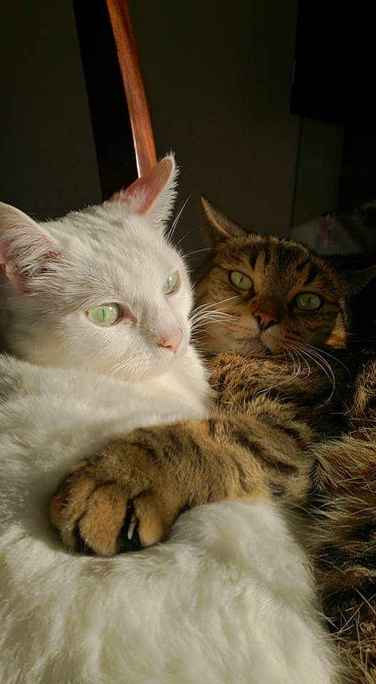 Eclipse a rejoint le concours — aidez-le/la à gagner de superbes lots ! carnivore, cat, claw, comfort, domestic_short_haired_cat, fawn, felidae, fur, paw, small_to_medium_sized_cats, snout, tail, whiskers