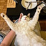 cat, fluffy, white_cat, relaxed, stretching, pet, indoor, person, lap, table, plate, fork, knife, cutlery, wooden_board, packaged_food, floor, parquet_floor, hand, cozy