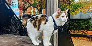 Absolut a rejoint le concours — aidez-le/la à gagner de superbes lots ! cat, animal, outdoor, playground, autumn, fall_leaves, tree, wood, metal, harness, pet, nature, park, fence, bench, curious, mammal, young_cat, white_cat, calico