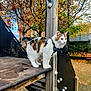 cat, animal, outdoor, playground, autumn, fall_leaves, tree, wood, metal, harness, pet, nature, park, fence, bench, curious, mammal, young_cat, white_cat, calico