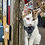 cat, animal, pet, white, brown, harness, wooden_post, playground, outdoor, fur, whiskers, ears, paws, nature, tree, leaves, daylight, curious, sitting, closeup