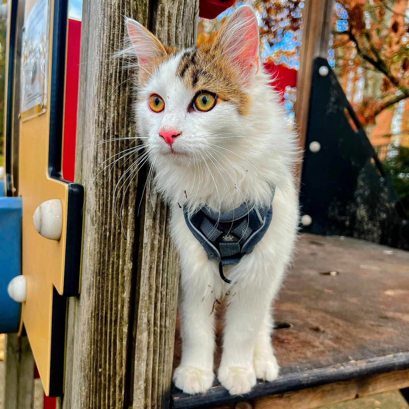 Absolut a rejoint le concours — aidez-le/la à gagner de superbes lots ! animal, autumn, cat, close_up, curious, daylight, fall_leaves, feline, harness, kitten, looking_away, nature, outdoor, pet, playground, tabby, whiskers, white_cat, wooden_structure, young_cat