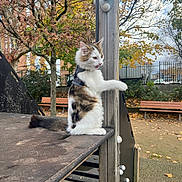 Absolut a rejoint le concours — aidez-le/la à gagner de superbes lots ! cat, animal, pet, playground, autumn, tree, bench, outdoor, fur, harness, tail, wood, metal, park, leaves, nature, daytime, curious, sitting, feline