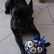 Loulou a rejoint le concours — aidez-le/la à gagner de superbes lots ! animal, black_dog, collar, cute, dog, domestic, ears, floor, front_paws, house, indoor, looking_at_camera, mammal, paw_print, pet, pet_toy, playful, tile_floor, toy, vase