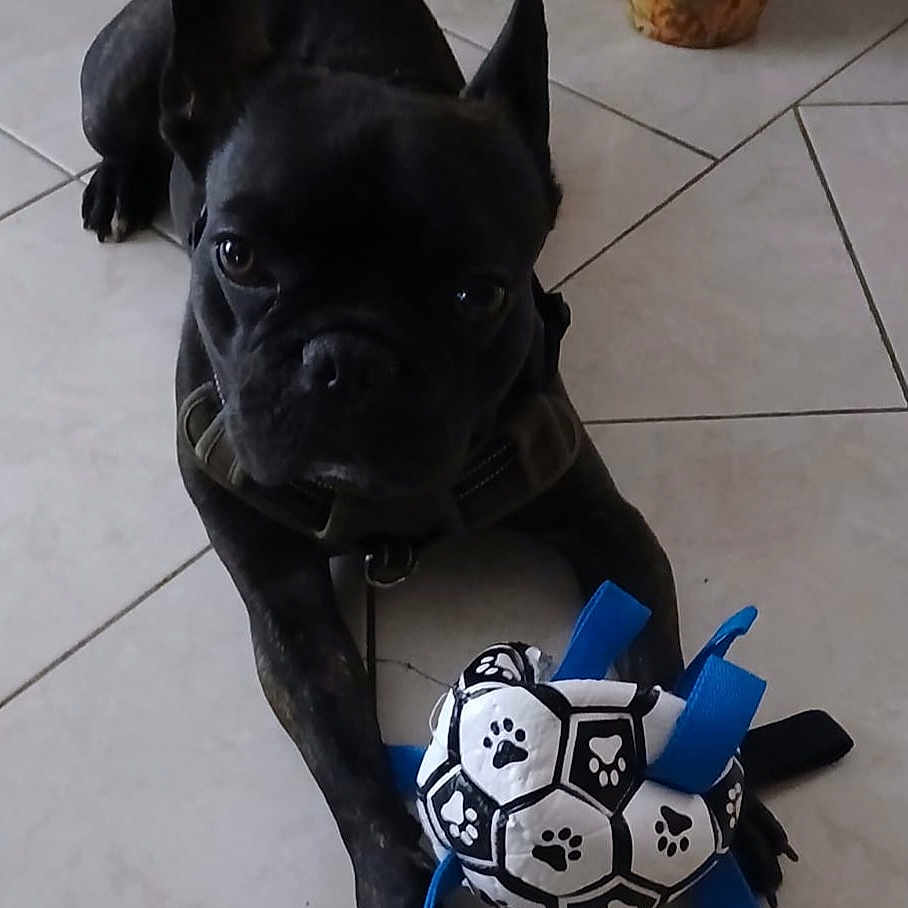 Loulou a rejoint le concours — aidez-le/la à gagner de superbes lots ! animal, black_dog, collar, cute, dog, domestic, ears, floor, front_paws, house, indoor, looking_at_camera, mammal, paw_print, pet, pet_toy, playful, tile_floor, toy, vase
