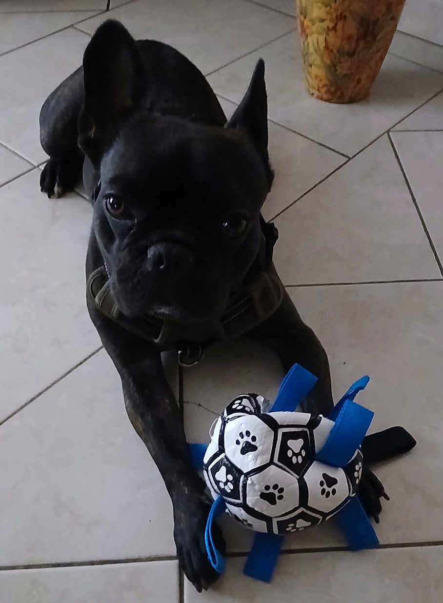 Loulou