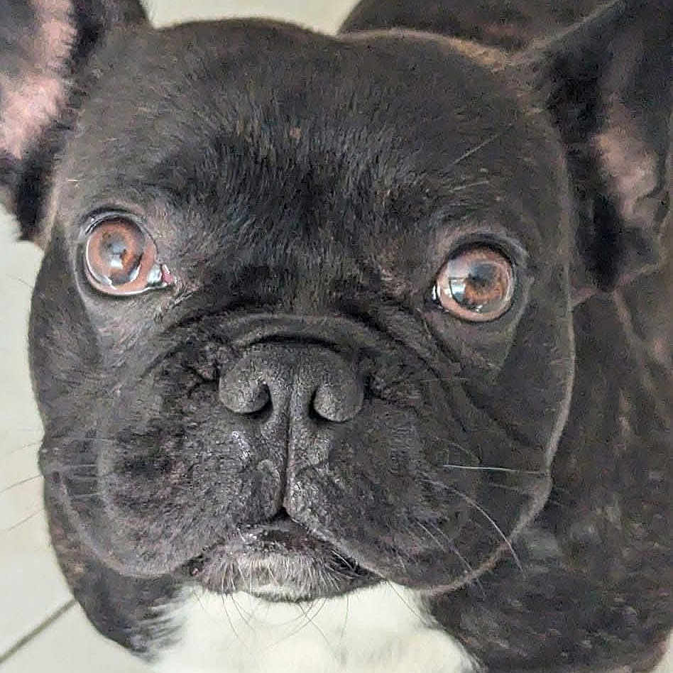 Vuitton Dit Loulou a rejoint le concours — aidez-le/la à gagner de superbes lots ! animal, black_dog, canine, close_up, cute, dog, domestic_animal, ears, expression, eyes, face, french_bulldog, fur, indoor, looking, muzzle, nose, pet, portrait, whiskers
