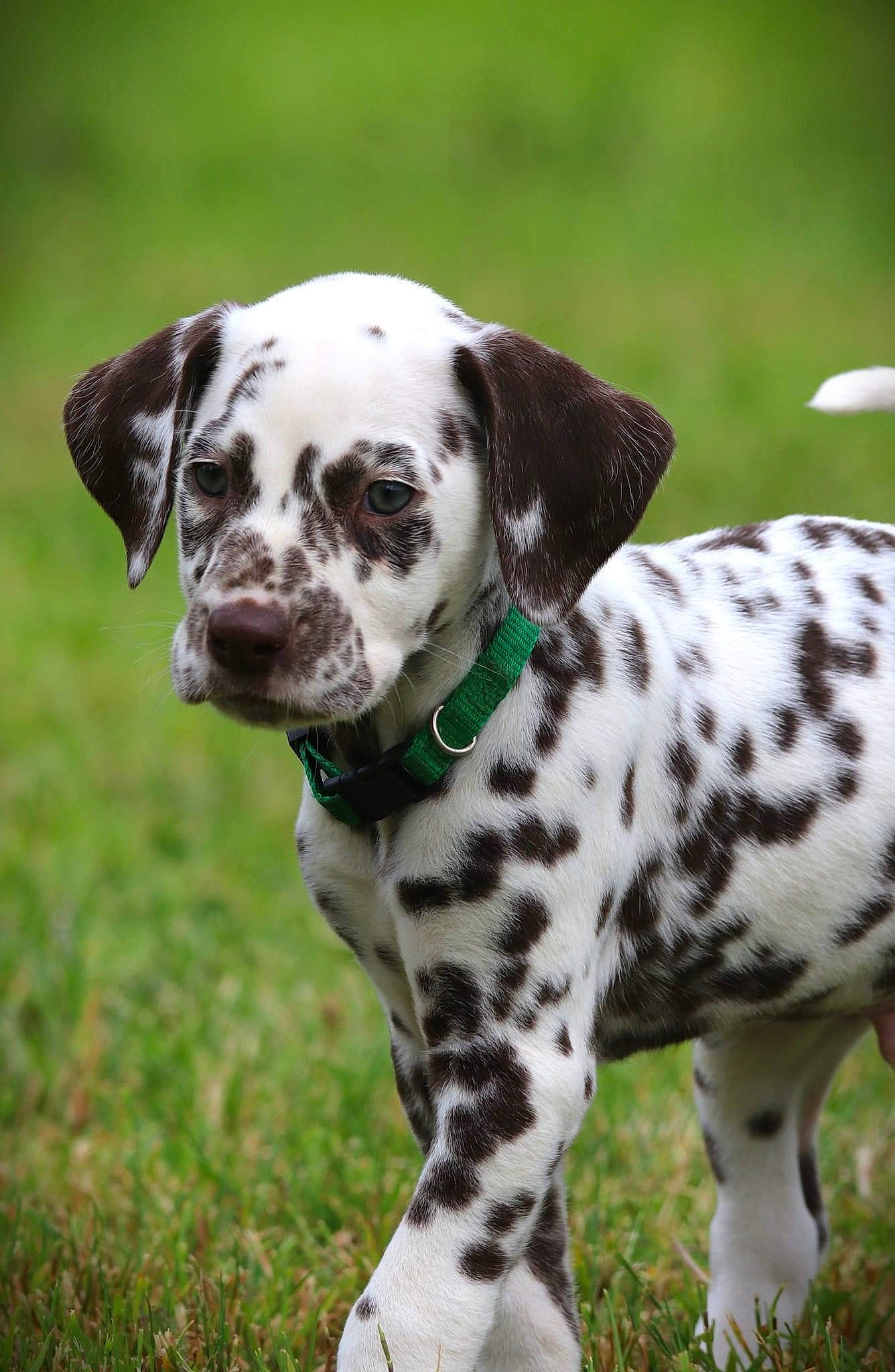 Ulivio a rejoint le concours — aidez-le/la à gagner de superbes lots ! canidae, carnivore, collar, companion_dog, dalmatian, dog, dog_breed, dog_collar, dog_supply, fawn, grass, mammal, non_sporting_group, paw, plant, snout, sporting_group, terrestrial_animal, vertebrate, working_animal