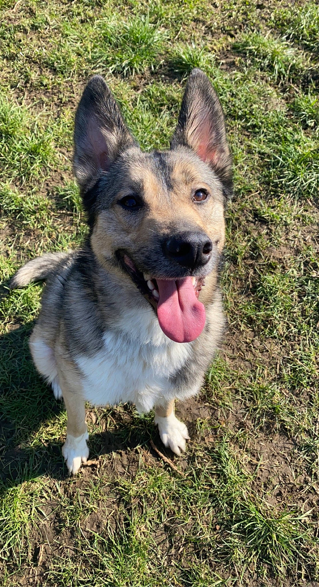 Telios a rejoint le concours — aidez-le/la à gagner de superbes lots ! canidae, canis, carnivore, collar, companion_dog, dog, dog_breed, east_european_shepherd, fang, fawn, foot, german_shepherd_dog, grass, herding_dog, plant, sporting_group, terrestrial_animal, whiskers, working_animal, working_dog