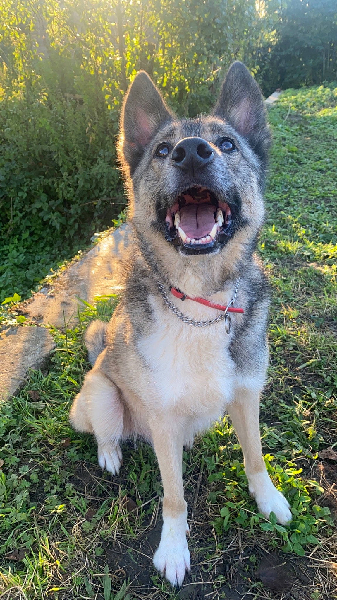 Telios a rejoint le concours — aidez-le/la à gagner de superbes lots ! carnivore, collar, companion_dog, dog, dog_breed, dog_collar, fang, fawn, grass, happy, jaw, plant, smile, snout, soft_drink, sporting_group, tail, terrestrial_animal, whiskers, working_animal