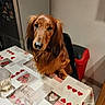 brown_dog, chair, cozy, dog, floor, fridge, glass, heart_pattern, home, indoor, kitchen, long_hair, looking_up, magnet, pet, red_trash_bin, table, tablecloth, waiting, wooden_floor
