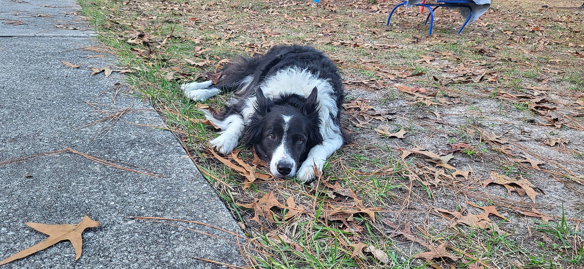 Helix is registered to the contest to win money with this photo: border_collie, canidae, carnivore, companion_dog, dog, dog_breed, fur, grass, herding_dog, plant, soil, sporting_group, tail, terrestrial_animal, working_animal, working_dog