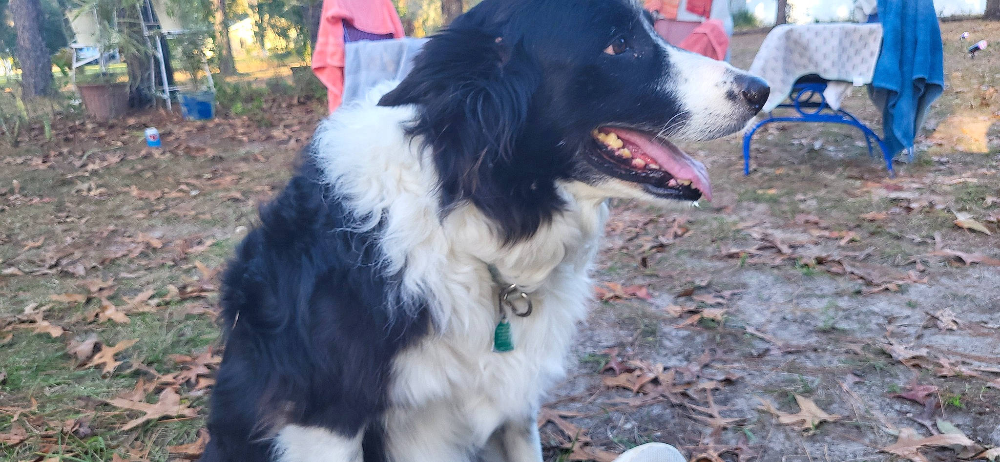 Helix joined the competition — help win amazing prizes! australian_collie, australian_shepherd, border_collie, bucovina_shepherd_dog, carnivore, collar, companion_dog, dog, dog_breed, dog_collar, dog_sports, fang, fur, gun_dog, herding_dog, plant, spaniel, sporting_group, whiskers, working_dog