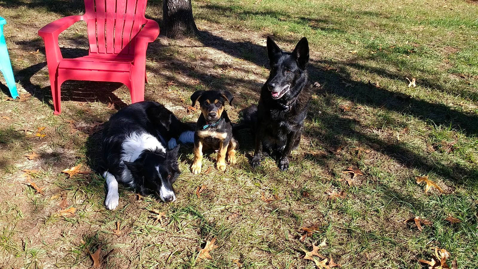 Rex is registered to the contest to win money with this photo: border_collie, canidae, carnivore, chair, companion_dog, dog, dog_breed, grass, guard_dog, herding_dog, outdoor_furniture, plant, shadow, sporting_group, tail, working_animal, working_dog, yard