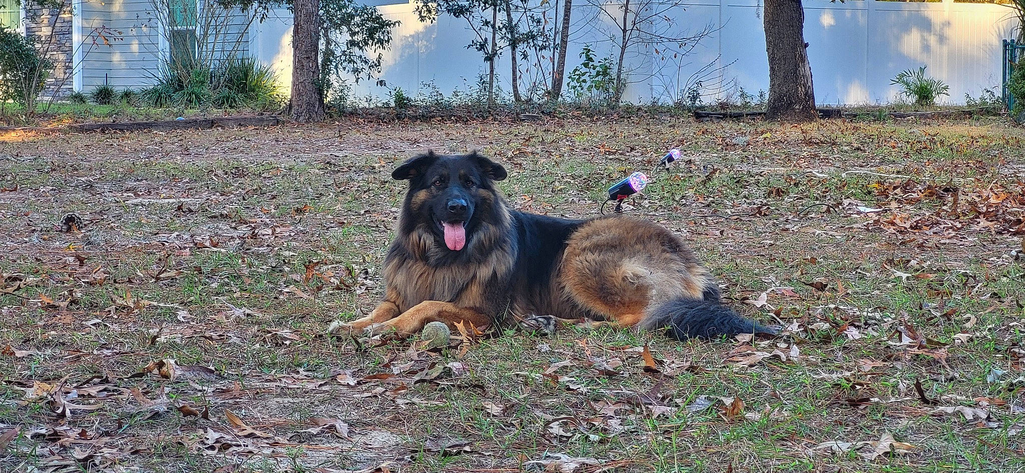 Danny is registered to the contest to win money with this photo: canidae, carnivore, cloud, companion_dog, dog, dog_breed, event, german_shepherd_dog, grass, herding_dog, leonberger, old_german_shepherd_dog, plant, sky, soil, sporting_group, terrestrial_animal, tree, working_dog