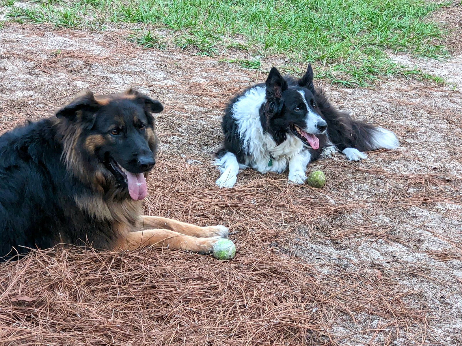 Danny is registered to the contest to win money with this photo: border_collie, canidae, carnivore, collar, companion_dog, dog, dog_breed, fur, grass, herding_dog, leonberger, plant, recreation, soil, sporting_group, tail, working_animal, working_dog