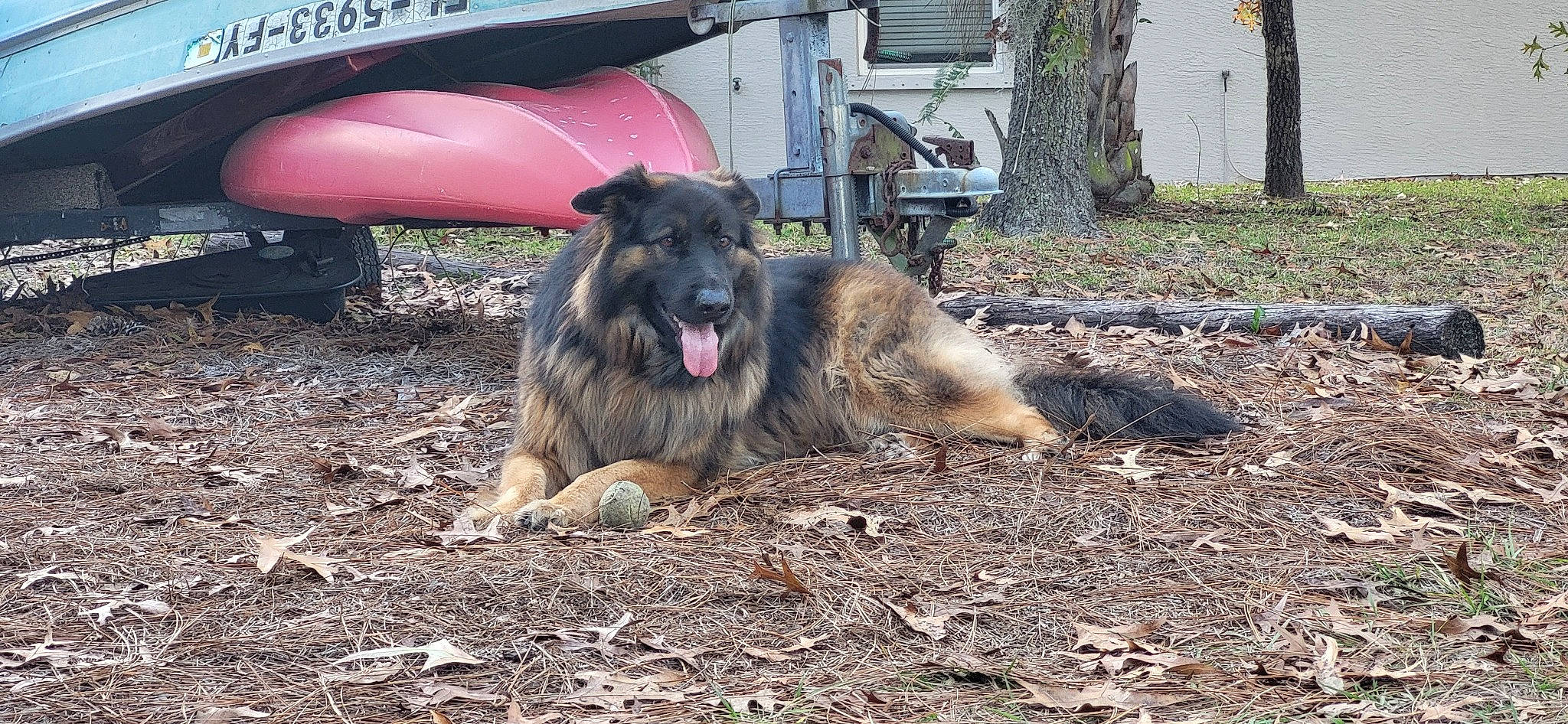 Danny joined the competition — help win amazing prizes! automotive_tire, bench, canidae, carnivore, companion_dog, dog, dog_breed, gas, herding_dog, leonberger, old_german_shepherd_dog, plant, snout, soil, sporting_group, tree, working_animal, working_dog