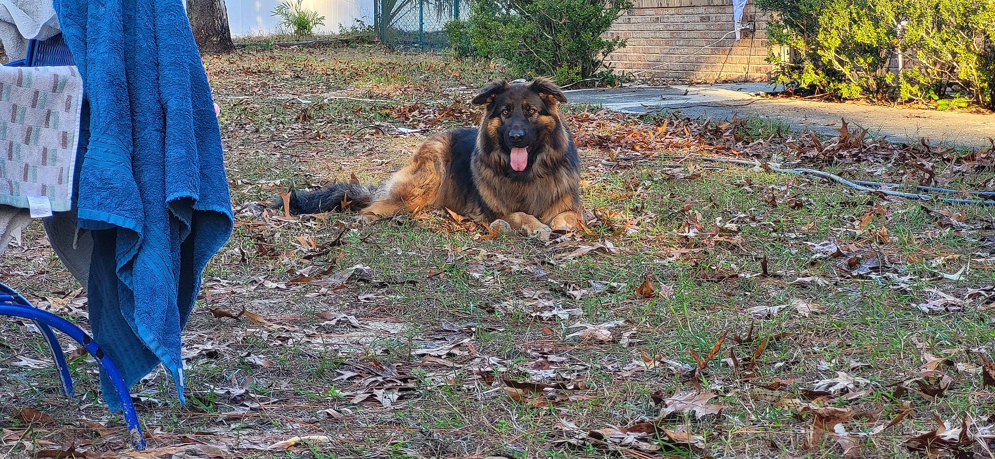 Danny joined the competition — help win amazing prizes! canidae, carnivore, companion_dog, dog, dog_breed, fawn, grass, guard_dog, landscape, livestock, plant, soil, sporting_group, terrestrial_animal, working_animal, working_dog