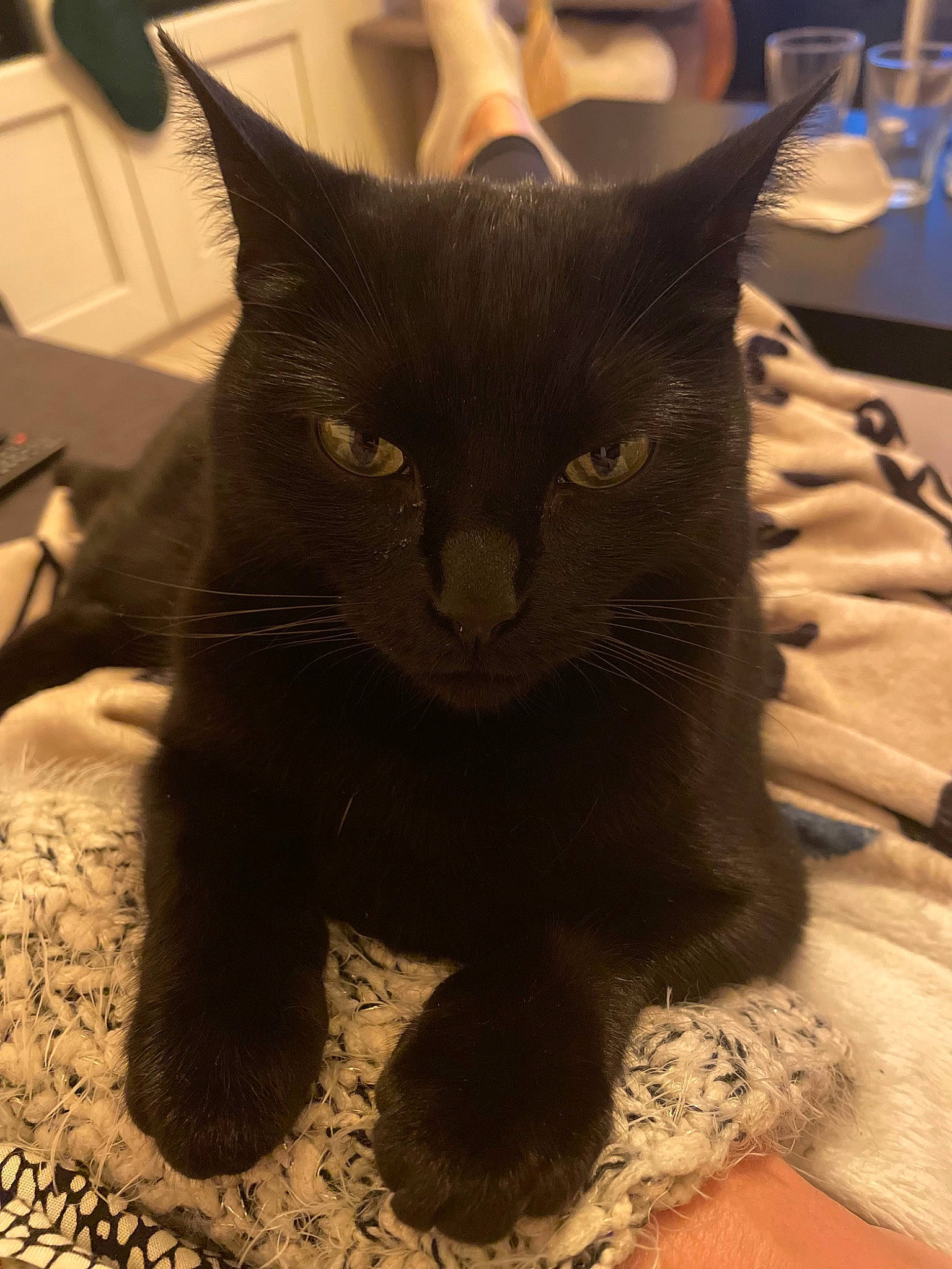 Minuit a rejoint le concours — aidez-le/la à gagner de superbes lots ! black_cat, bombay, carnivore, cat, claw, comfort, domestic_short_haired_cat, felidae, fur, paw, small_to_medium_sized_cats, snout, tableware, tail, terrestrial_animal, whiskers